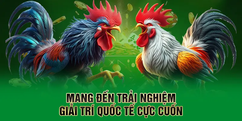 Đá Gà QQ88 – Sân Chơi Cá Cược Được Yêu Thích Hàng Đầu Tại QQ88 3 Mang đến trải nghiệm giải trí quốc tế cực cuốn